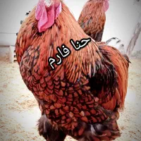 خروس ویاندوت برهما و مرندی