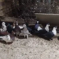 پرنده|پرنده|رفسنجان, |دیوار