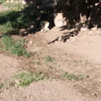 سگ نریکساله