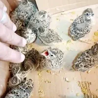 جوجه سهره خاکی