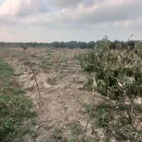 فروش ۴۵۰۰ متر باغ یک ساله