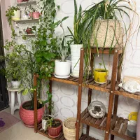 پایه استند گل