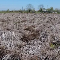 چای|خدمات باغبانی و درختکاری|فومن, |دیوار