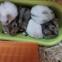 همسترهای اهلی