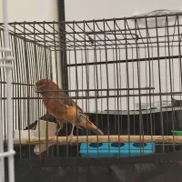 قناری نر و ماده