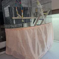 عروس هلندی نروماده