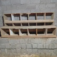 جای خروس و مرغ تخم گزار