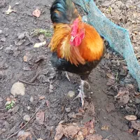 خروس سلطان|حیوانات مزرعه|رشت, نیروی دریایی|دیوار