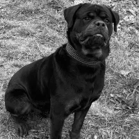 سگ رتوایلر جهت کشش