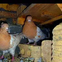 یک جفت کله زردکاکل پاصاف