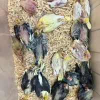 جوجه عروس هلندی|پرنده|اصفهان, جلفا|دیوار