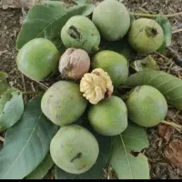 گردو اعلا درجه 1