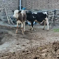 دو راس گوساله سیمینتال نر و ماده