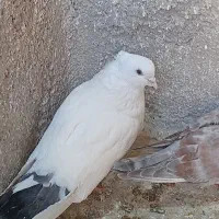 کبوتر پرشی|پرنده|محمدشهر, محمدشهر|دیوار