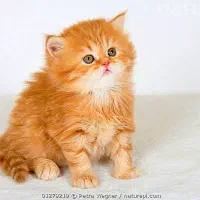 گربه بریتیش گارفیلدی