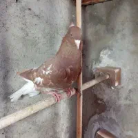 کبوتر دم سفید و کربلایی|پرنده|گنبد کاووس, |دیوار