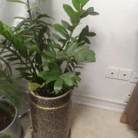 گل و گلدان آپارتمانی