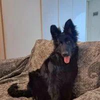 واگذاری سگ ژرمن شپرد شولاین