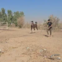 کره نریان خالص ایرانی|اسب و تجهیزات اسب‌سواری|شوشتر, |دیوار