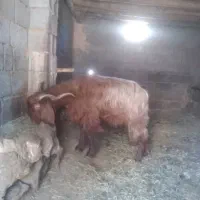 نر بز نژاد دار|حیوانات مزرعه|طارم, |دیوار