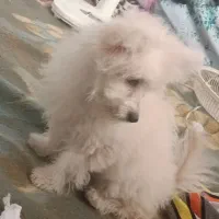 سگ بامزه ۵ تومن