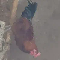 خروس جنگلی|حیوانات مزرعه|دیواندره, |دیوار