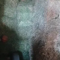 یونجه|حیوانات مزرعه|کبودرآهنگ, |دیوار