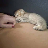 پیشی اسکاتیش فولد نر ۲ ماهه|گربه|تهران, کوی بیمه|دیوار