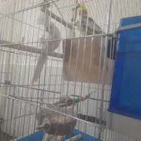 فروش عروس هلندی