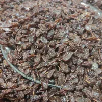 انواع کشمش ومویز