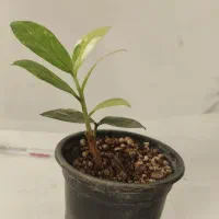 زامیفولیا ابلق