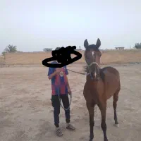 نریان خالص ایرانی|اسب و تجهیزات اسب‌سواری|شوشتر, |دیوار