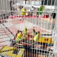 فوری|پرنده|روانسر, |دیوار