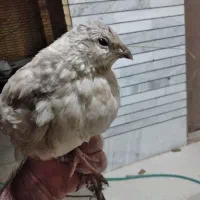 بلدرچین شهرضا|حیوانات مزرعه|شهرضا, |دیوار