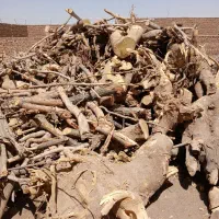 خریدار چوب آلات باغی|خدمات باغبانی و درختکاری|کاخک, |دیوار