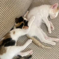 واگذاری گربه رایگان|گربه|اندیشه, اندیشه فاز ۲|دیوار