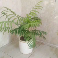 گلهای طبیعی