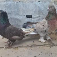 ترکیه نروماده سرورنر اویناق ماده دم سفیدغلط داره