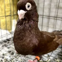 جفت صرب سرخ