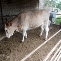 جمع آوری گوساله سیمینتال|حیوانات مزرعه|بندر ترکمن, |دیوار