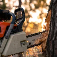 هرس و بریدن شاخههای خشک و مزاحم درخت. محلی و سریع