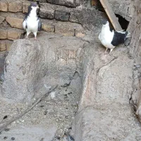 پرنده|پرنده|نیشابور, فضل|دیوار