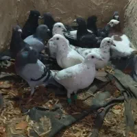 کفتر کبوتر صید