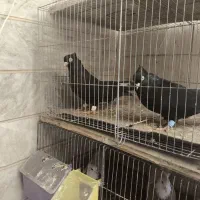 فروش 25عدد زاغ آبادانی قیمت مناسب