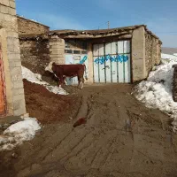 تلیسه|حیوانات مزرعه|خلیفان, |دیوار