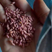 بذر گندم آبی رقم آراز