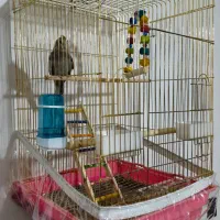 فروش عروس هلندی