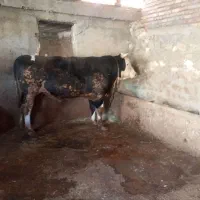 گوساله گوشتی