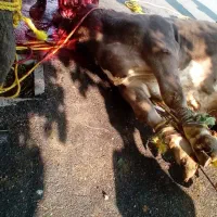 ذبح سلاخی گاو گوسفند