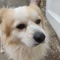 سگ پاکوتاه گمشده